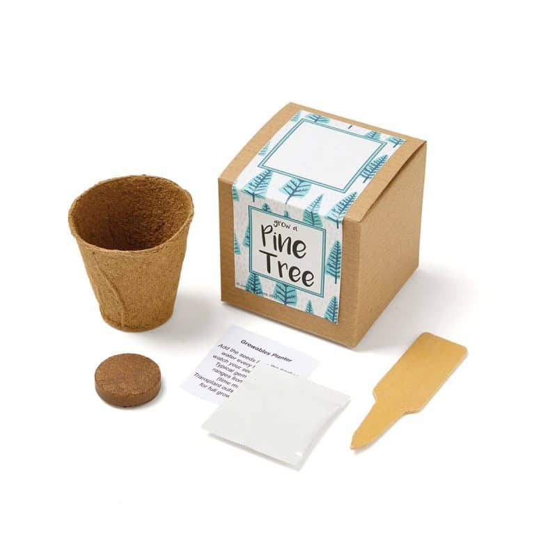 Growables Planter in Kraft Gift Box (Pine Tree) - 1